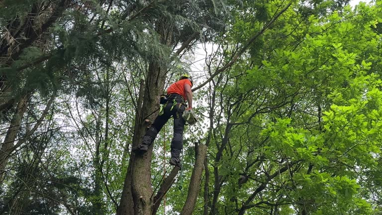 Best Utility Line Clearance  in Seattle, WA